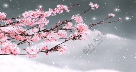梅花雪景图片