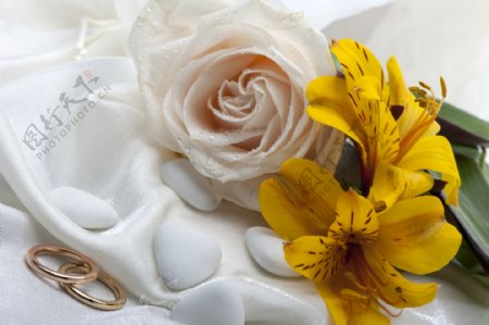 结婚戒指鲜花图片