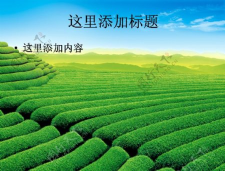绿茶茶山