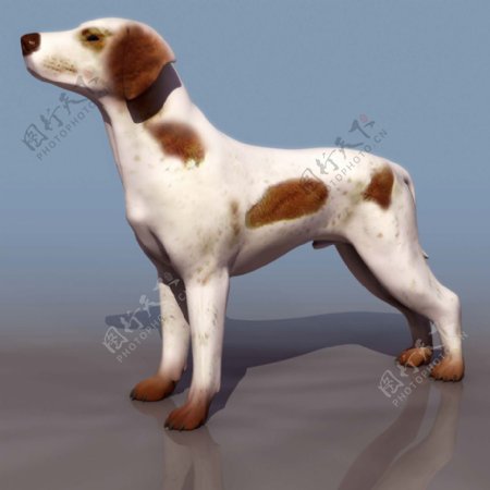 BRACO狗3d模型图片