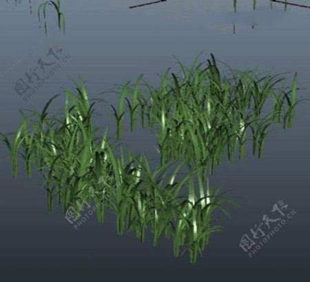 水草模型