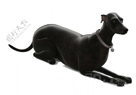 黑色狗动物3d模型