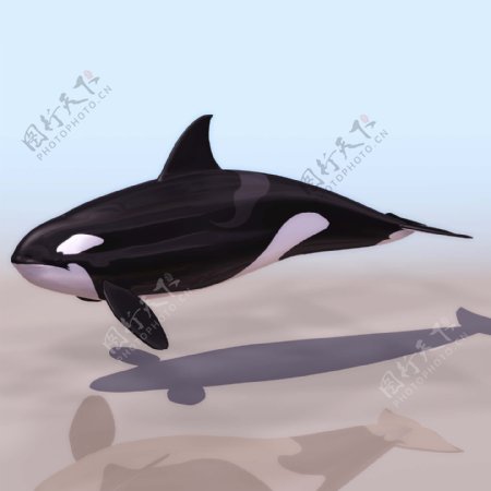 KWHF鲸鱼模型01