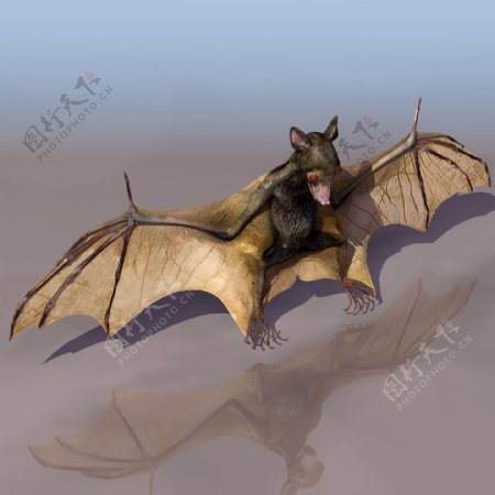 BAT蝙蝠模型01