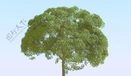 高精细杨柳树模型willow024