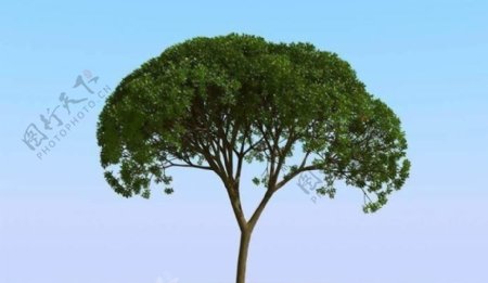 高精细杨柳树模型willow02