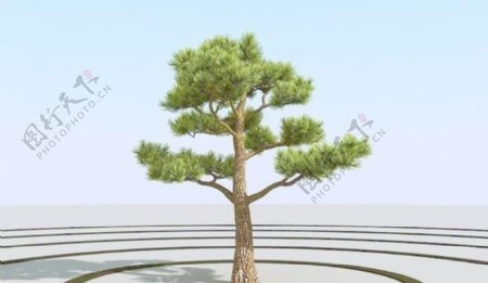 高精细杨松树bonsaipine07
