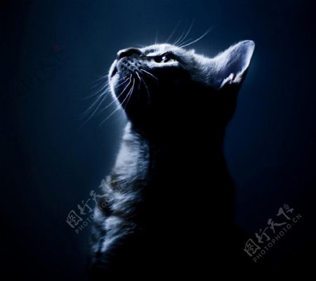 猫咪猫宠物黑暗中仰望的猫星人