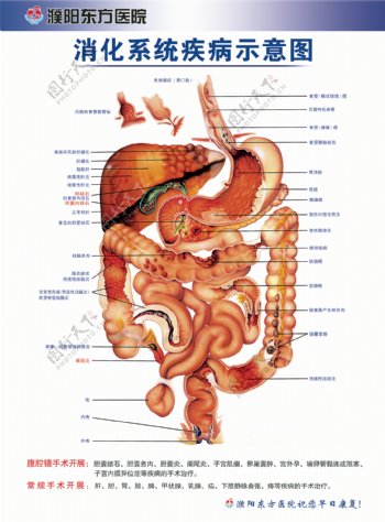 解剖图消化系统示意图