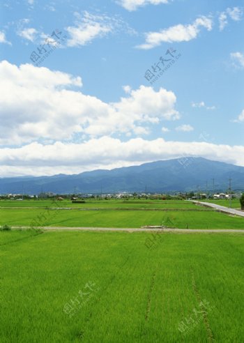 稻田乡村田园图片