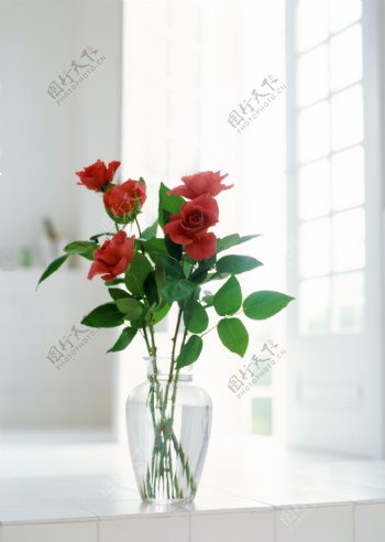 窗台上的红玫瑰图片