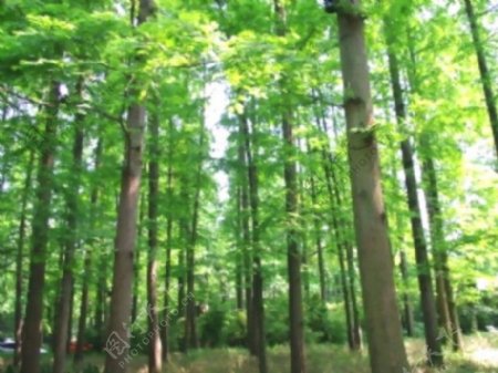 森林松树视频素材素材下载