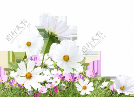 白色小花抠图素材
