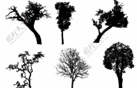 树剪影图片
