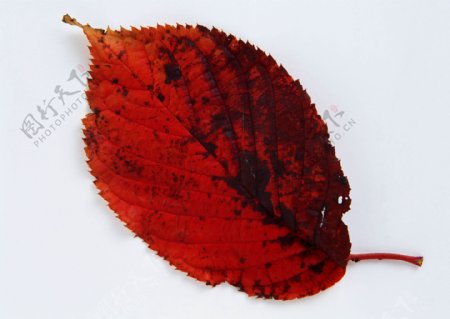 暗红色的树叶图片