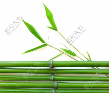 高清竹叶和竹子图片