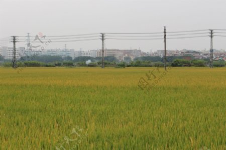 丰收的稻田图片
