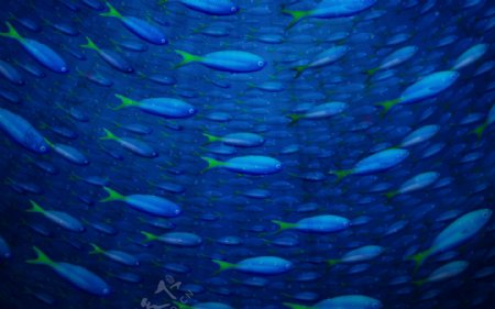 金鱼鱼儿遨游蓝色海底图片