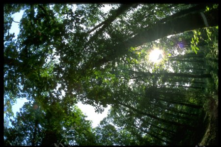 全球首席大百科风光风景大自然环境树木山林森林