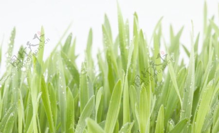 绿草雨水图片