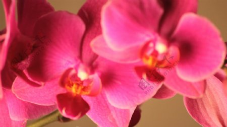 缓慢旋转的粉色兰花的花瓣股票视频视频免费下载