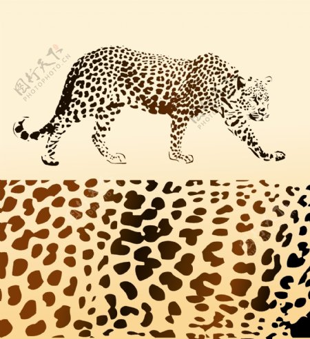 豹和豹纹矢量图