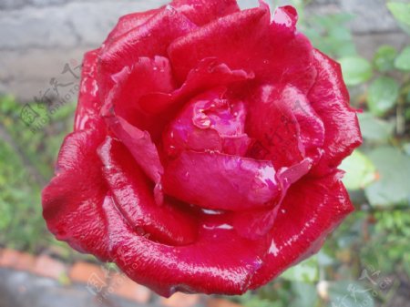 玫瑰火红玫瑰图片