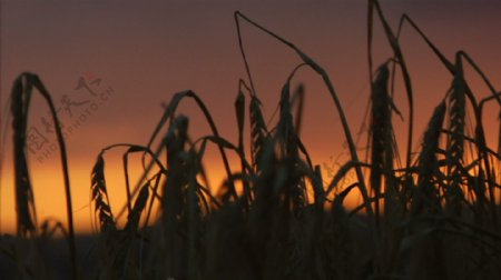 大麦的轮廓与朝阳股票视频视频免费下载