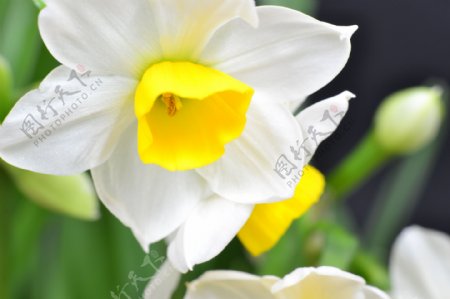 漳州特产水仙花图片