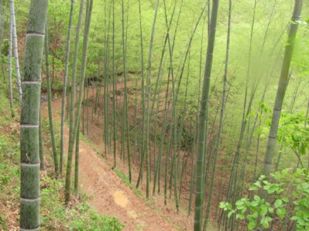 春雨过后的竹海图片