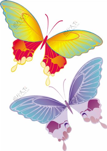 2只翩翩起舞的彩色蝴蝶矢量素材