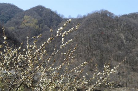 秦岭的春天图片
