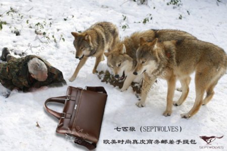 七匹狼真皮商务男士手提包平面广告设计