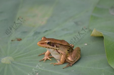 东山公园的蛙图片
