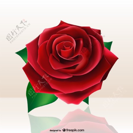 盛开的红色玫瑰花矢量素