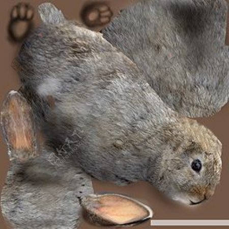 3D兔模型
