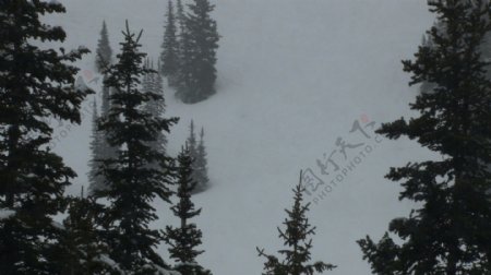 山上的暴风雪中的股票视频的松树视频免费下载