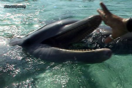 海豚觅食