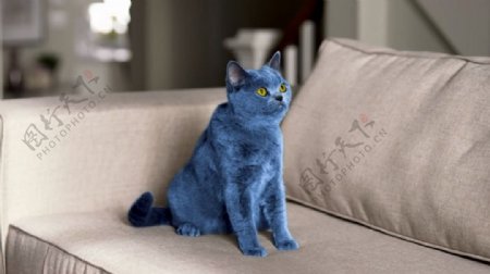 聪明豆广告蓝猫篇视频素材