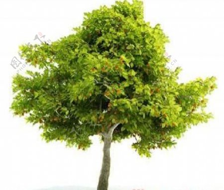 国外精品植物树木灌木3D模型105套2