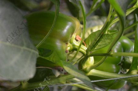 青椒农业农产品图片