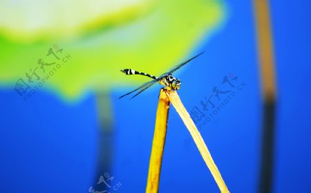 蜻蜓微距图片