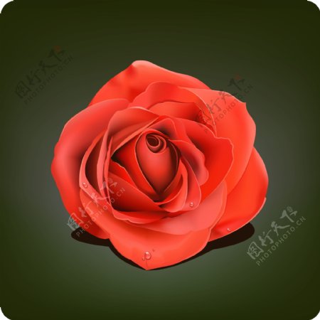 红玫瑰与水滴矢量素材