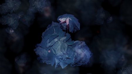 玫瑰是蓝色的股票视频视频免费下载