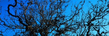 超宽画幅摄影古树蓝天高清图片