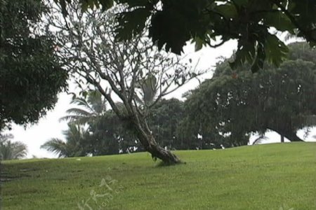 男孩在雨中在斐济股票视频画面运行视频免费下载