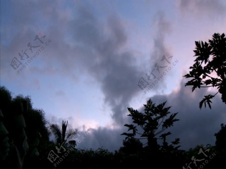 木瓜树上掠过的流动云彩素材视频素材