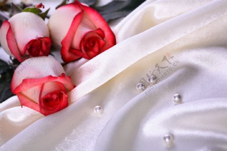 婚庆玫瑰图片