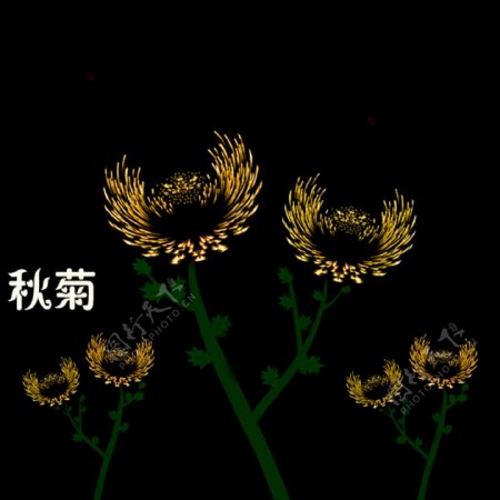 抽象菊花