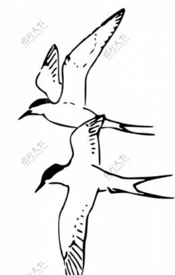 北极燕鸥矢量图像